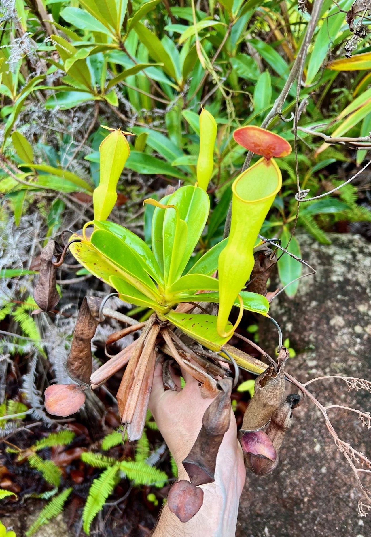 Nepenthes pervillei (Tea Tavern, Seychelles) 大森食虫植物農園