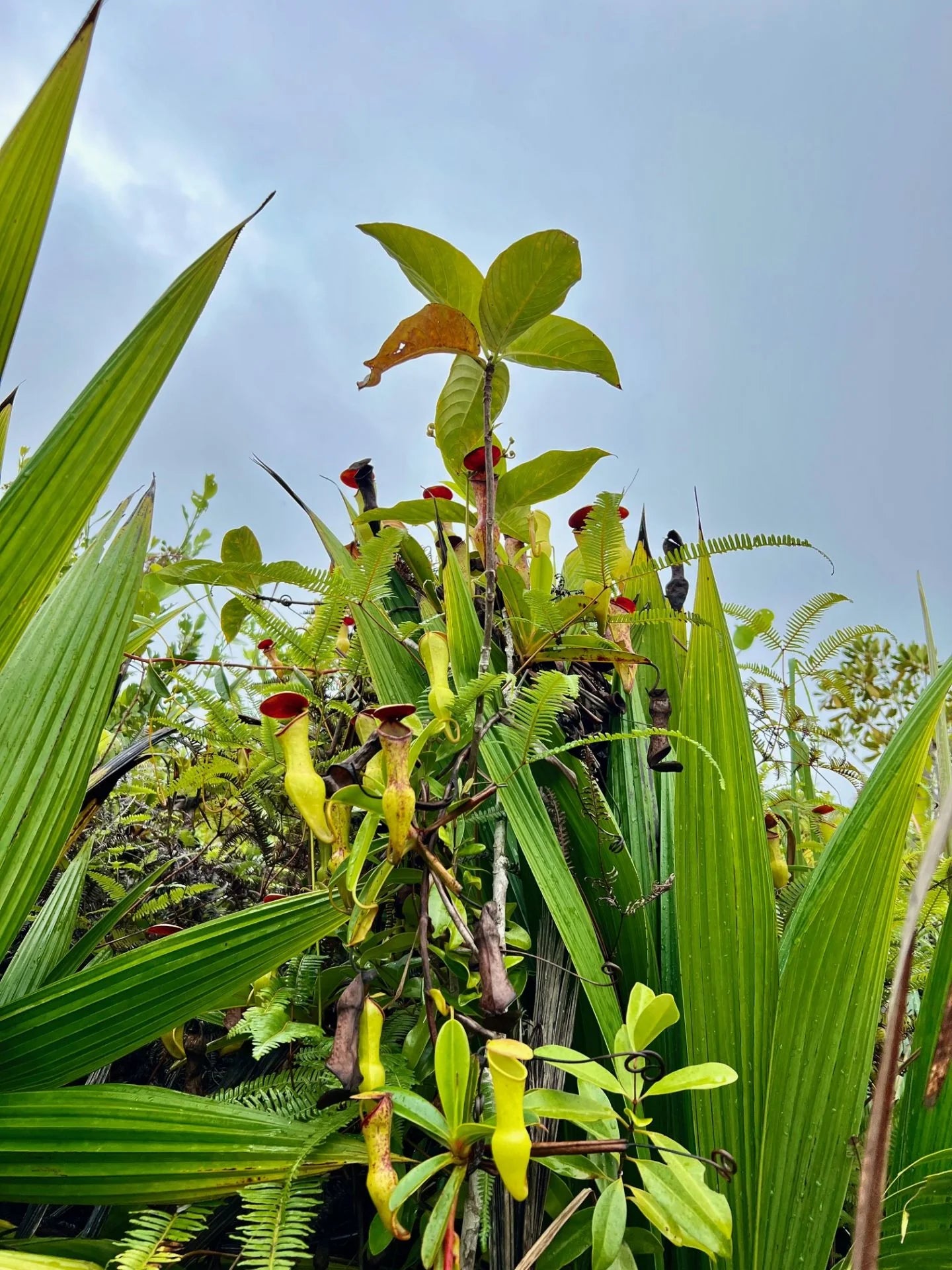 Nepenthes pervillei (Tea Tavern, Seychelles) 大森食虫植物農園