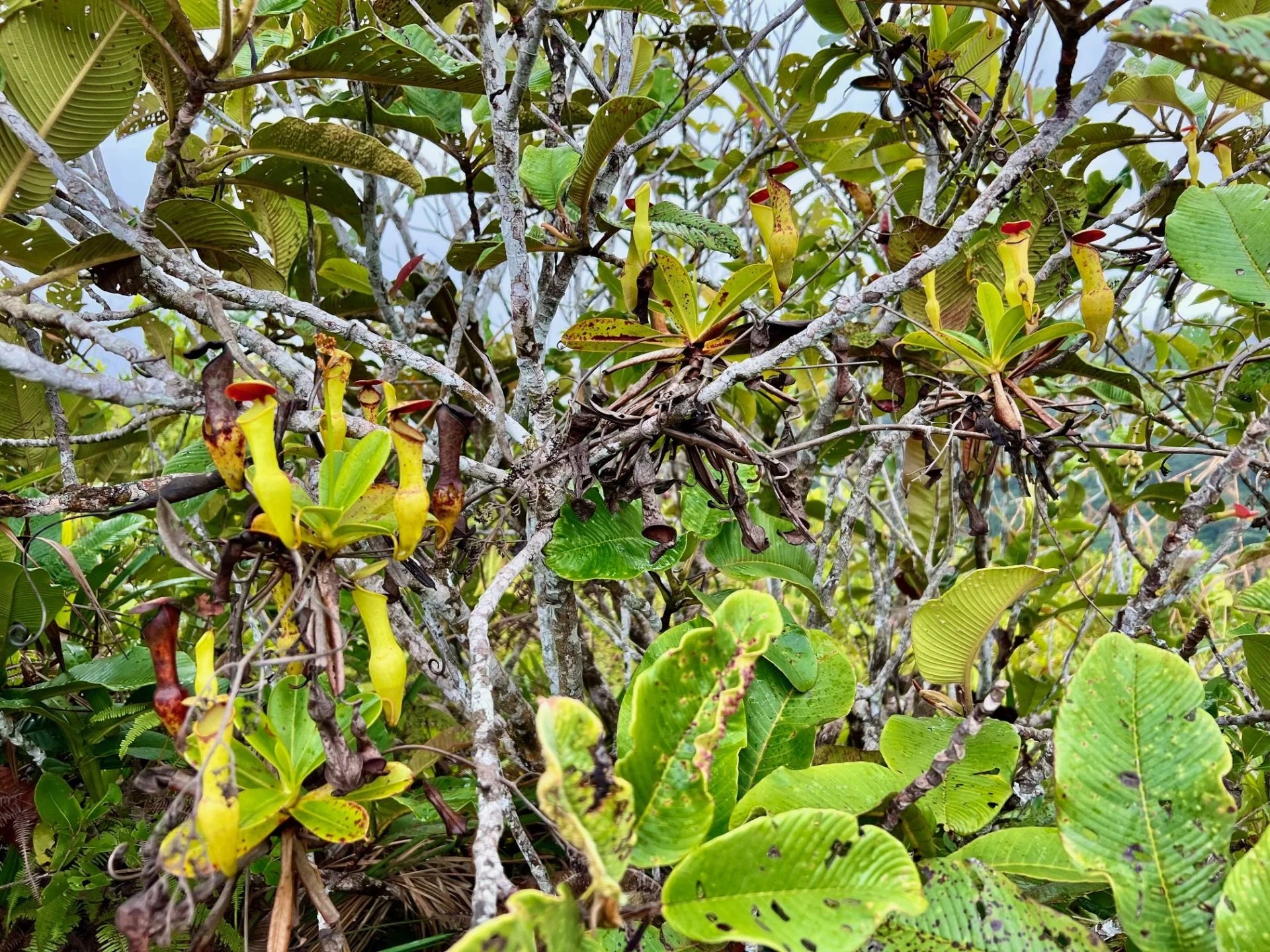 Nepenthes pervillei (Tea Tavern, Seychelles) 大森食虫植物農園