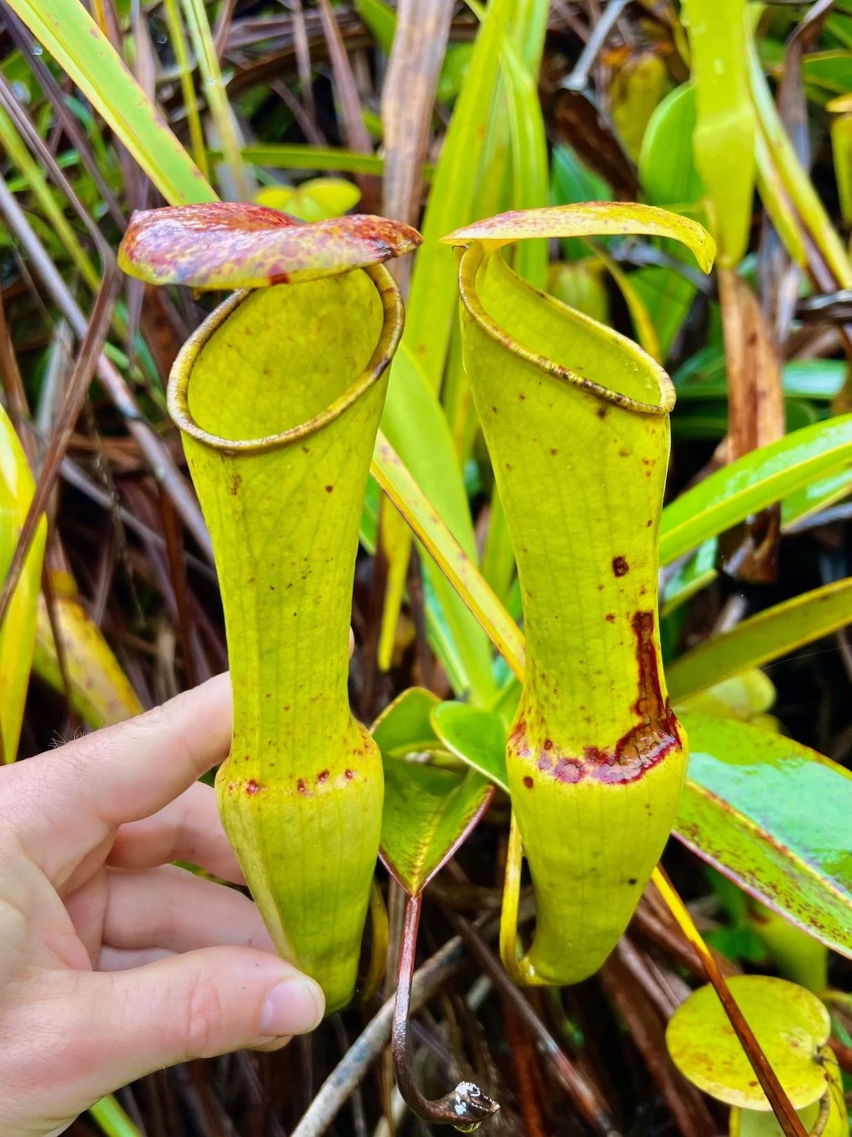Nepenthes pervillei (Trois Freres, Seychelles) 大森食虫植物農園