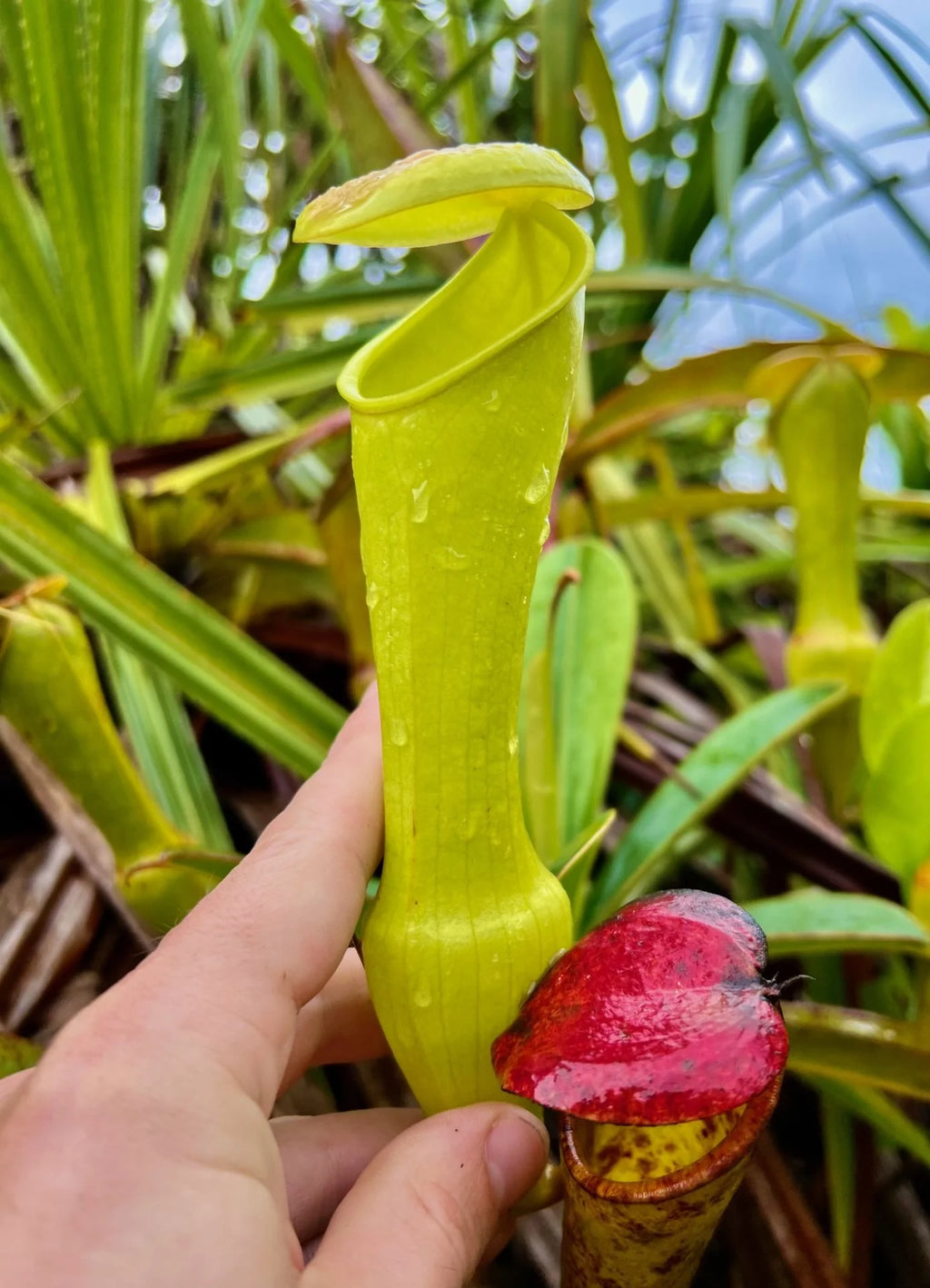 Nepenthes pervillei (Trois Freres, Seychelles) 大森食虫植物農園