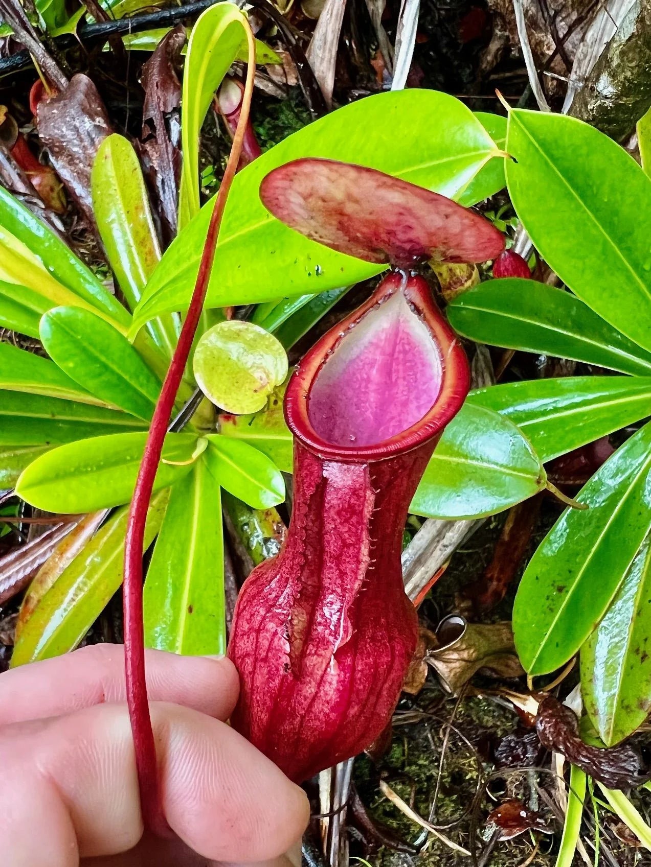 Nepenthes pervillei (Trois Freres, Seychelles) 大森食虫植物農園