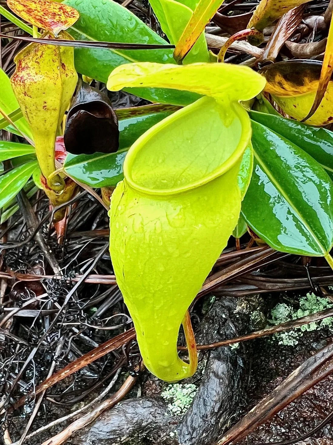 Nepenthes pervillei (Trois Freres, Seychelles) 大森食虫植物農園