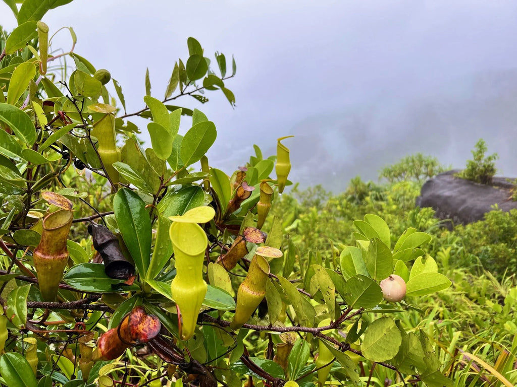 Nepenthes pervillei (Trois Freres, Seychelles) 大森食虫植物農園