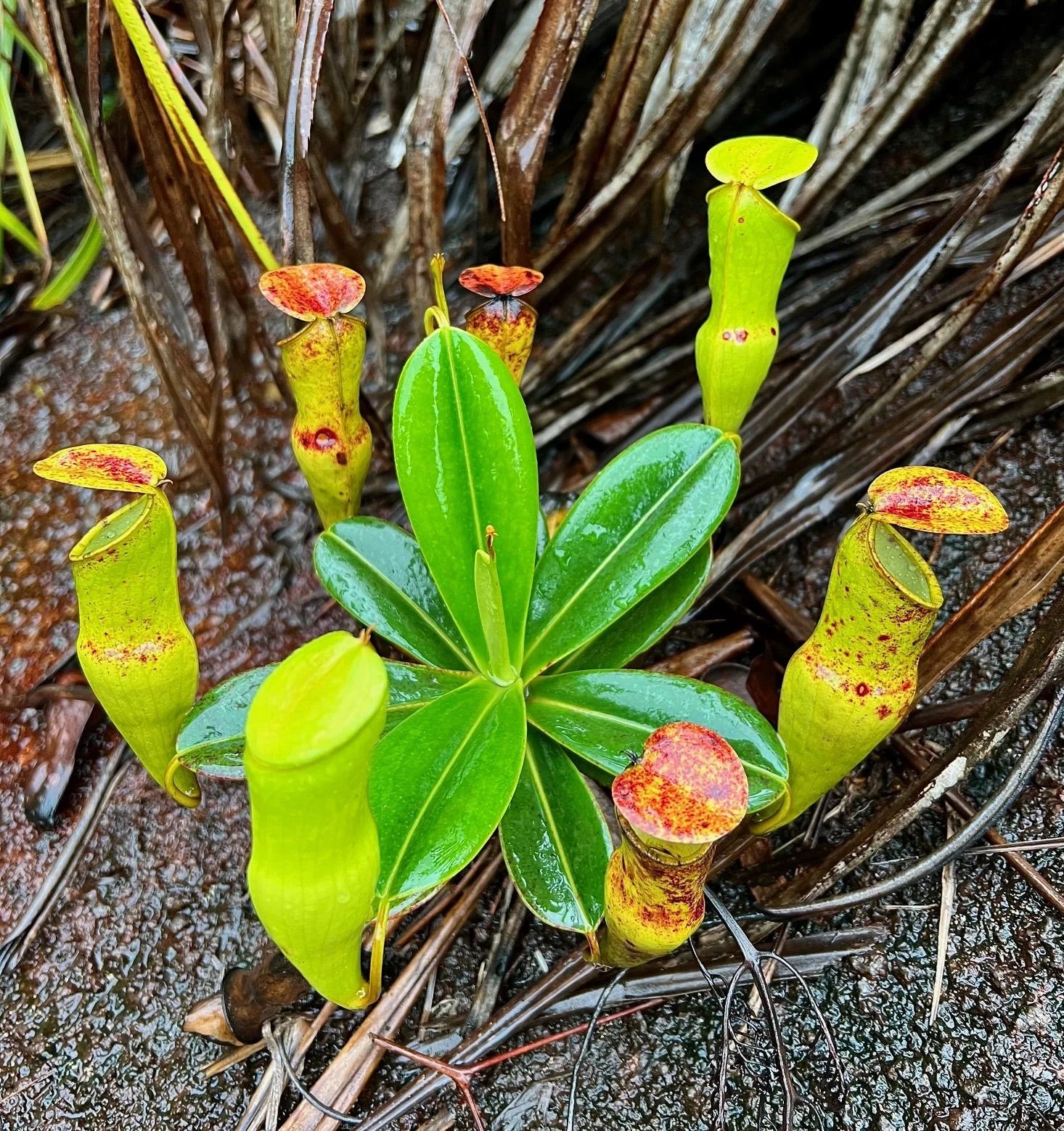 Nepenthes pervillei (Trois Freres, Seychelles) 大森食虫植物農園