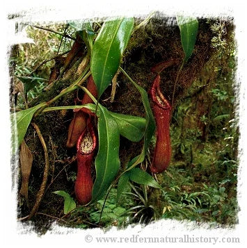 Nepenthes petiolata {individual seedlings, Pantaron Mountain Range, Mindanao, Philippines} [BCP ID# N2673-00] / 1株の苗, サイズ 2-6 cm 大森食虫植物農園
