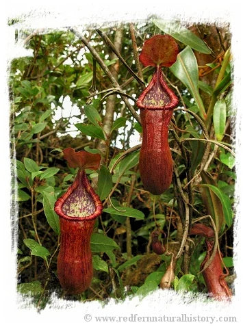 Nepenthes petiolata {individual seedlings, Pantaron Mountain Range, Mindanao, Philippines} [BCP ID# N2673-00] / 1株の苗, サイズ 2-6 cm 大森食虫植物農園
