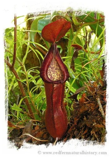 Nepenthes petiolata {individual seedlings, Pantaron Mountain Range, Mindanao, Philippines} [BCP ID# N2673-00] / 1株の苗, サイズ 2-6 cm 大森食虫植物農園