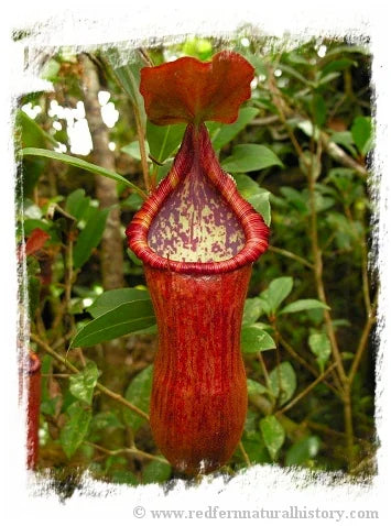 Nepenthes petiolata {individual seedlings, Pantaron Mountain Range, Mindanao, Philippines} [BCP ID# N2673-00] / 1株の苗, サイズ 2-6 cm 大森食虫植物農園