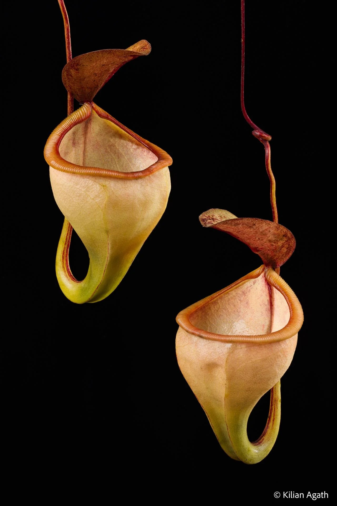 Nepenthes pitopangii ("Ivory Colored Form") 大森食虫植物農園