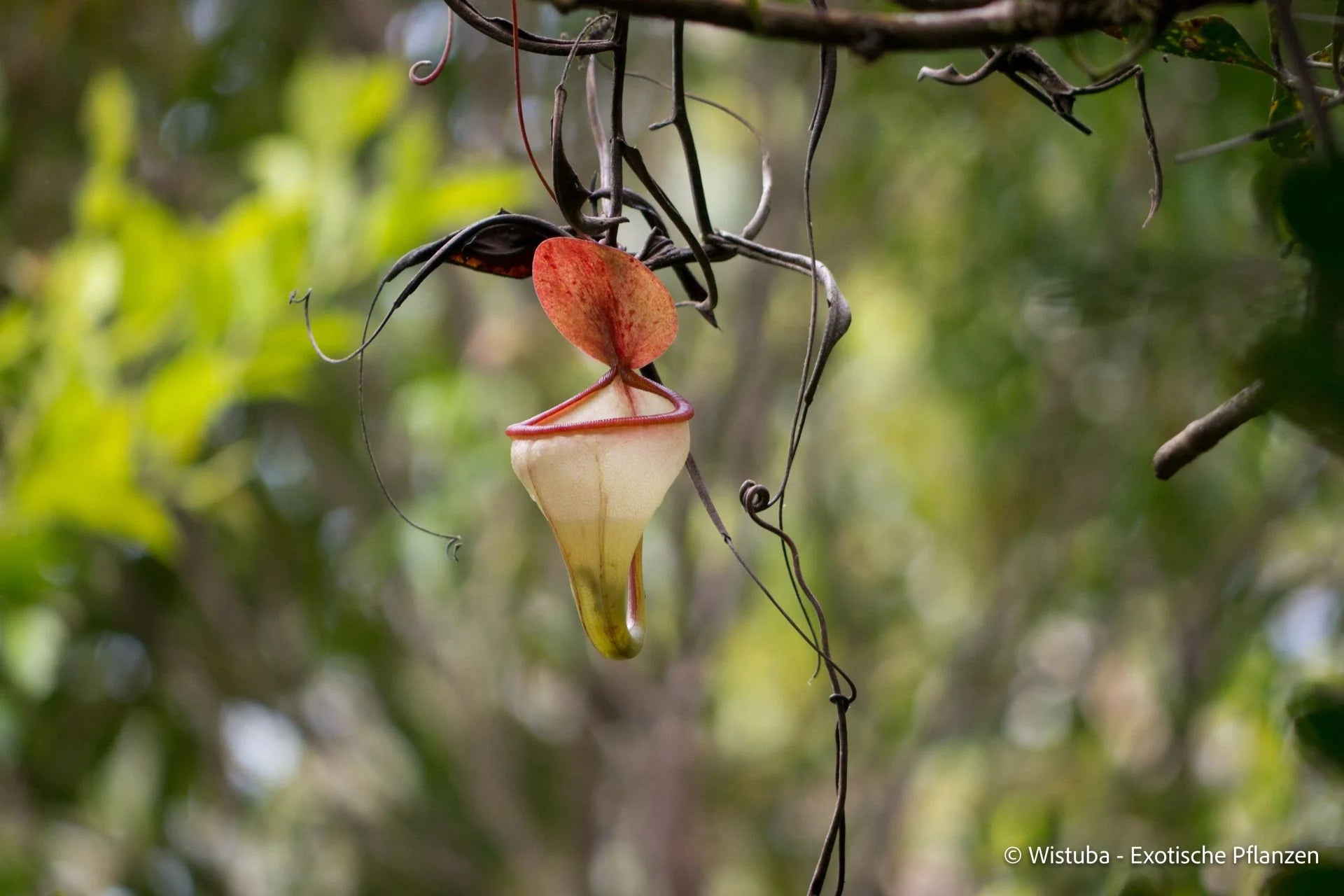 Nepenthes pitopangii ("Ivory Colored Form") 大森食虫植物農園