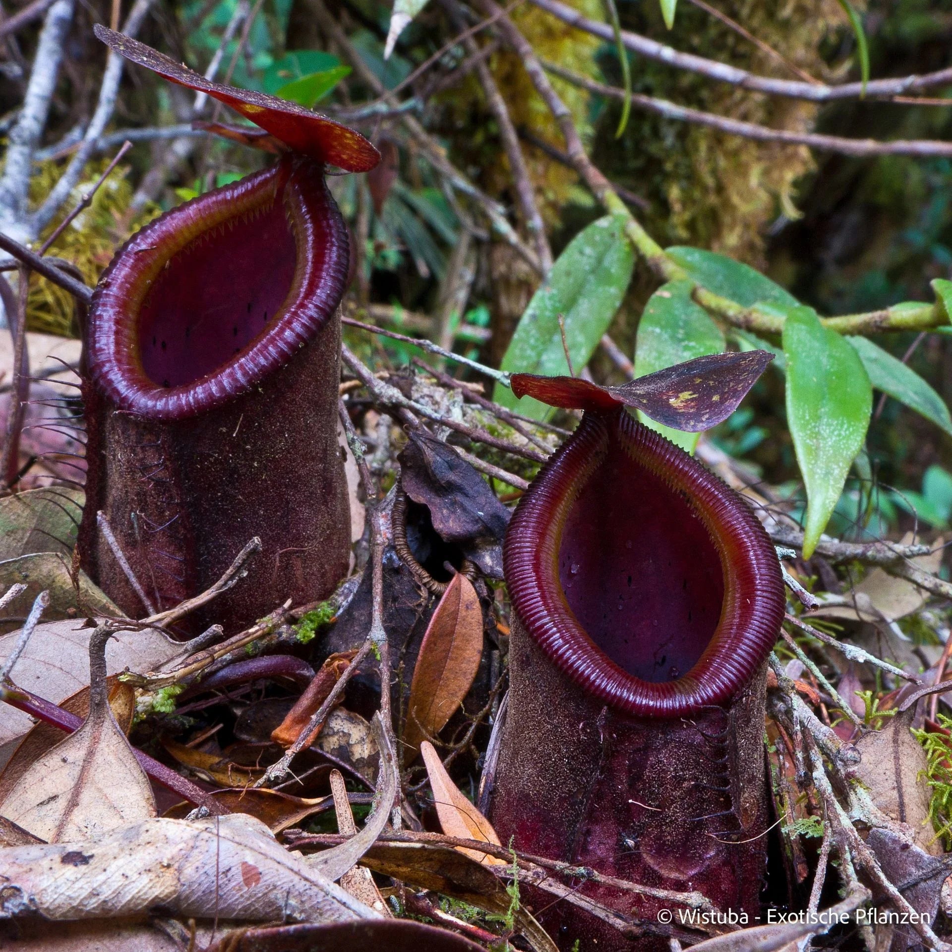 Nepenthes pitopangii ("Ivory Colored Form") 大森食虫植物農園