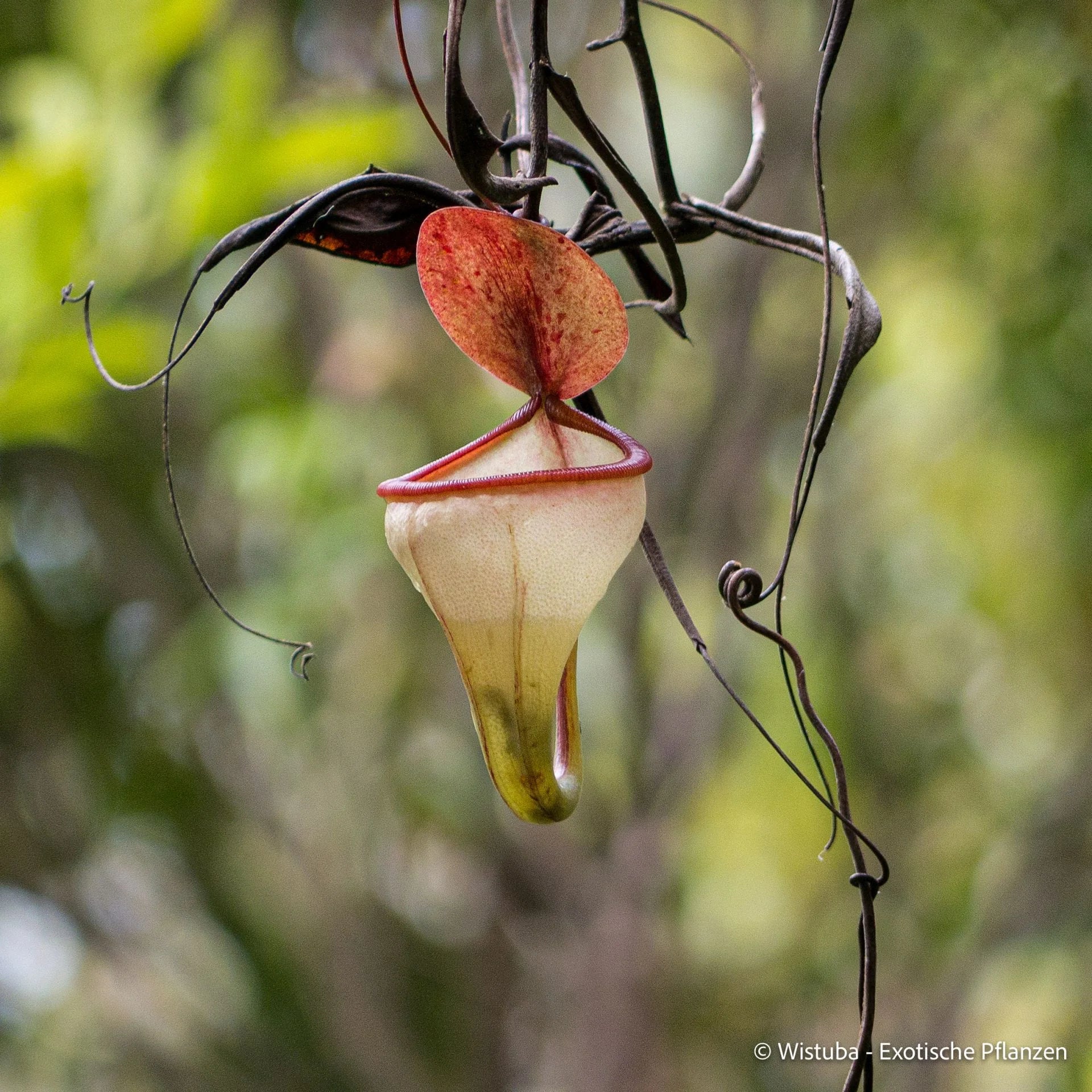 Nepenthes pitopangii ("Ivory Colored Form") 大森食虫植物農園