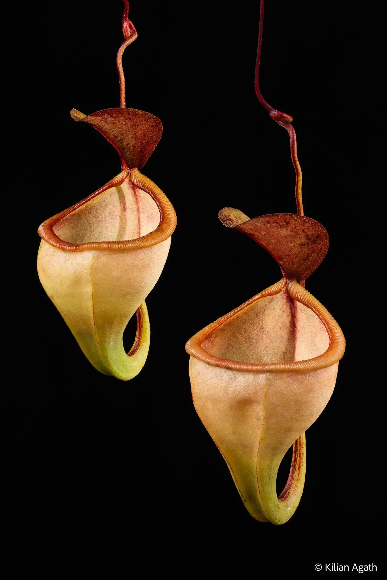 Nepenthes pitopangii ("Ivory Colored Form") 大森食虫植物農園