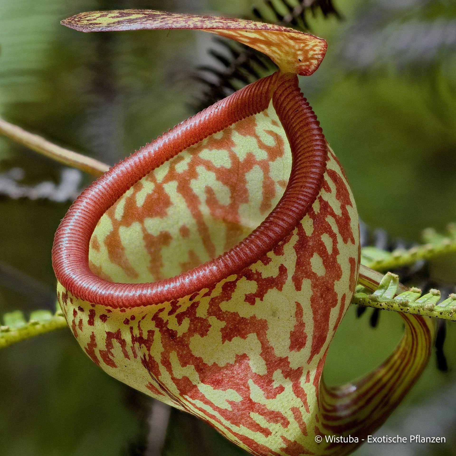Nepenthes pitopangii ("Speckled form") 大森食虫植物農園