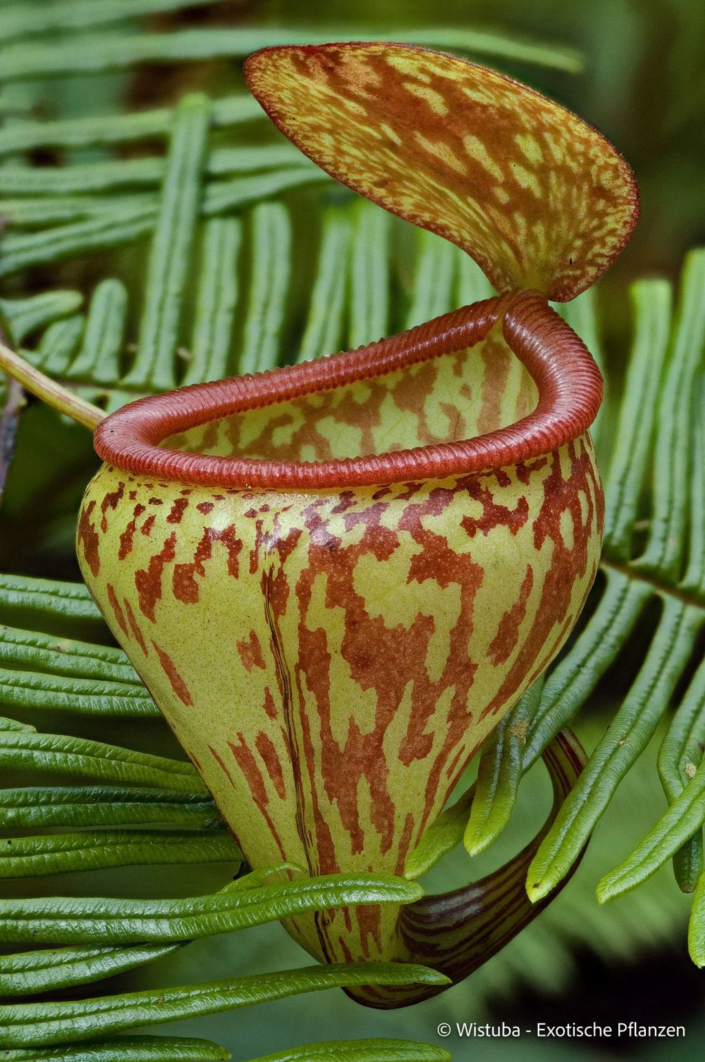 Nepenthes pitopangii ("Speckled form") 大森食虫植物農園