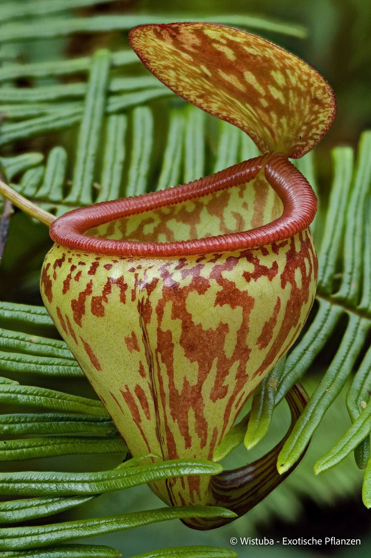 Nepenthes pitopangii ("Speckled form") 大森食虫植物農園