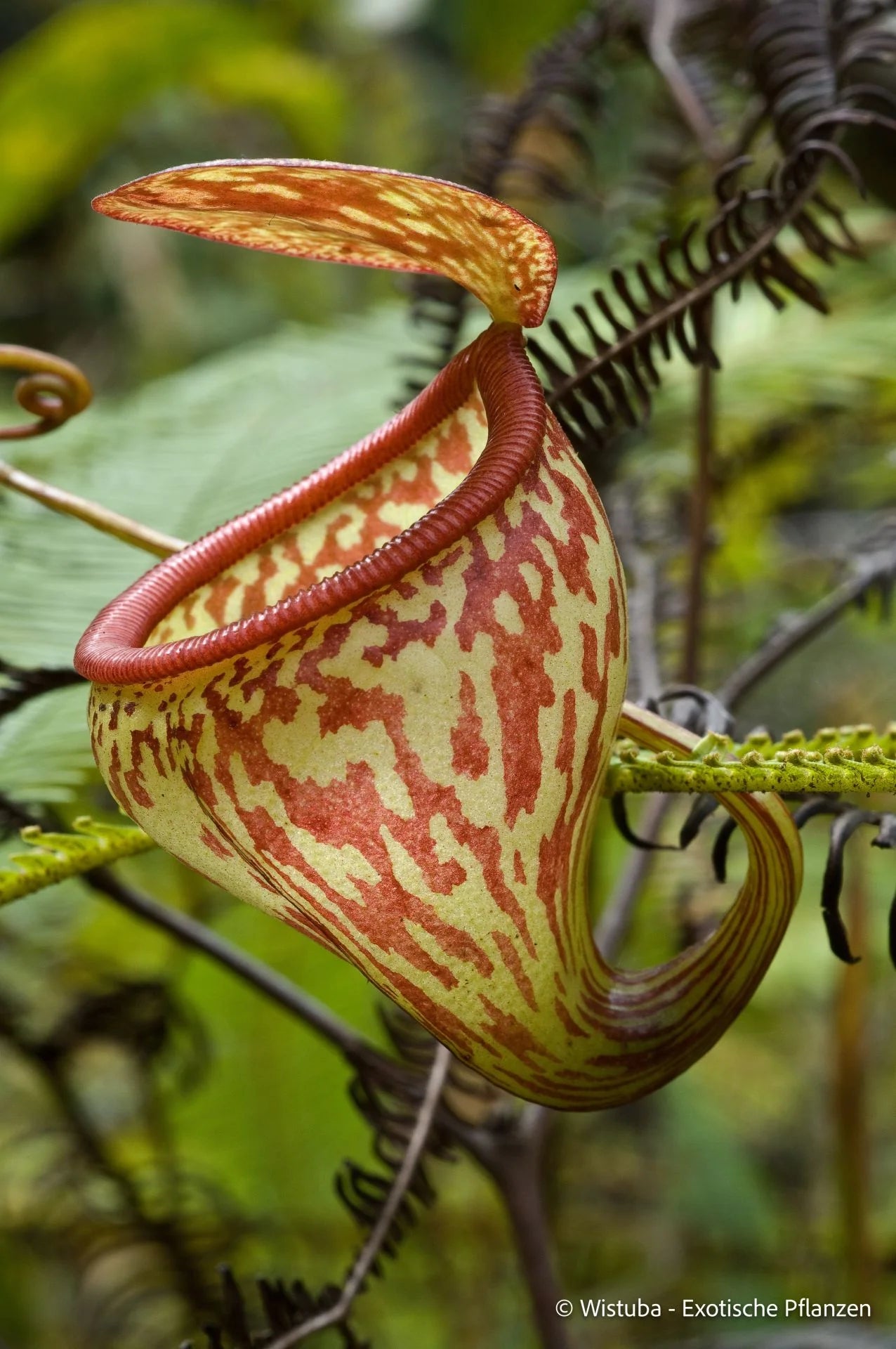 Nepenthes pitopangii ("Speckled form") 大森食虫植物農園