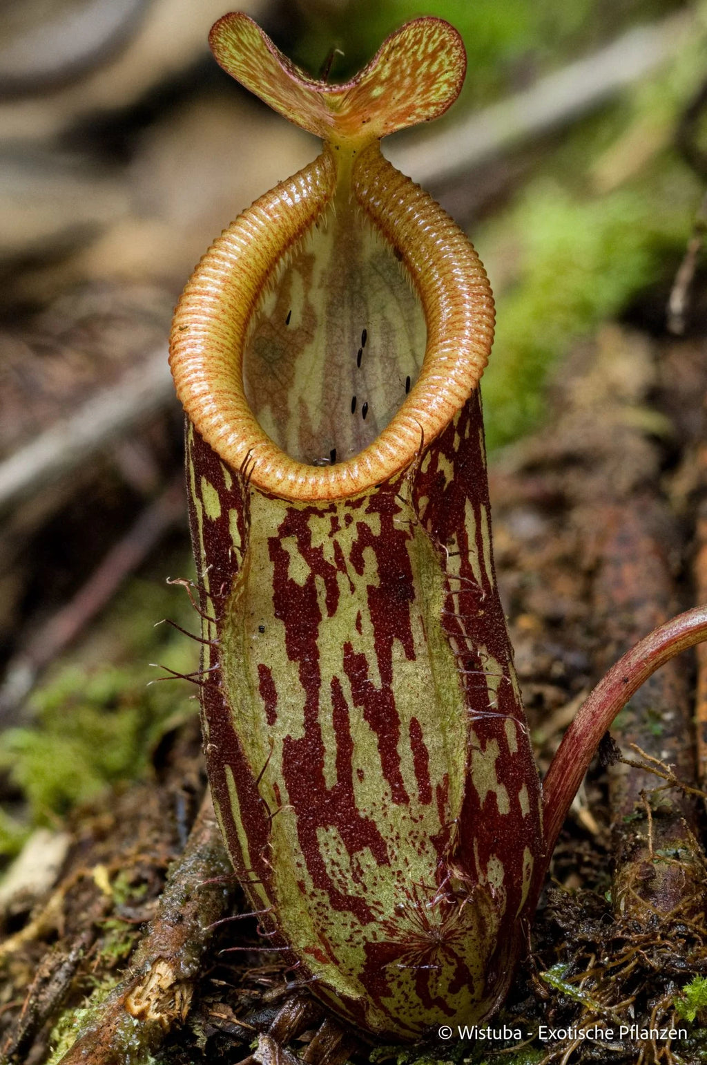 Nepenthes pitopangii ("Speckled form") 大森食虫植物農園