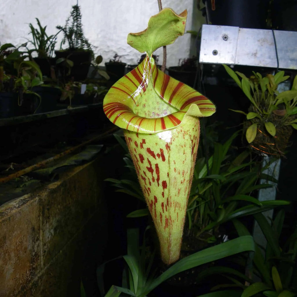 Nepenthes platychila, 20 cm 大森食虫植物農園