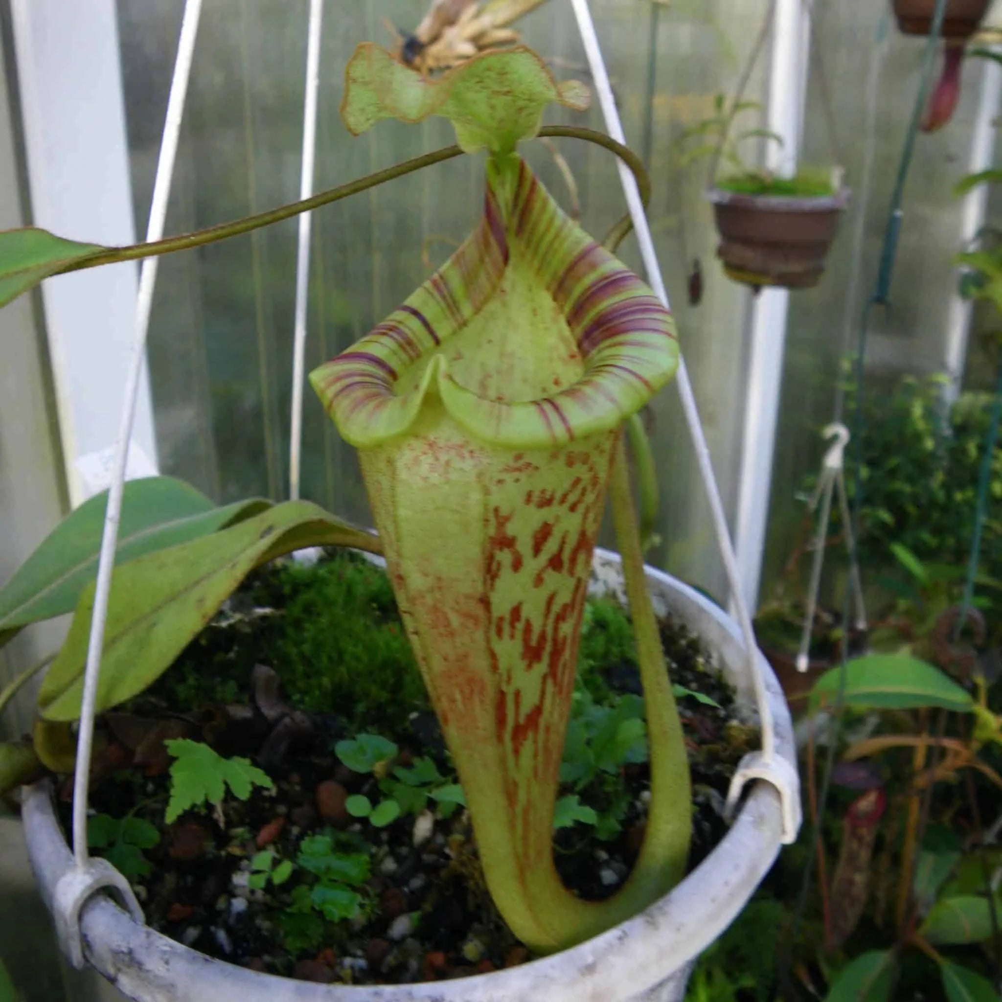 Nepenthes platychila, 20 cm 大森食虫植物農園