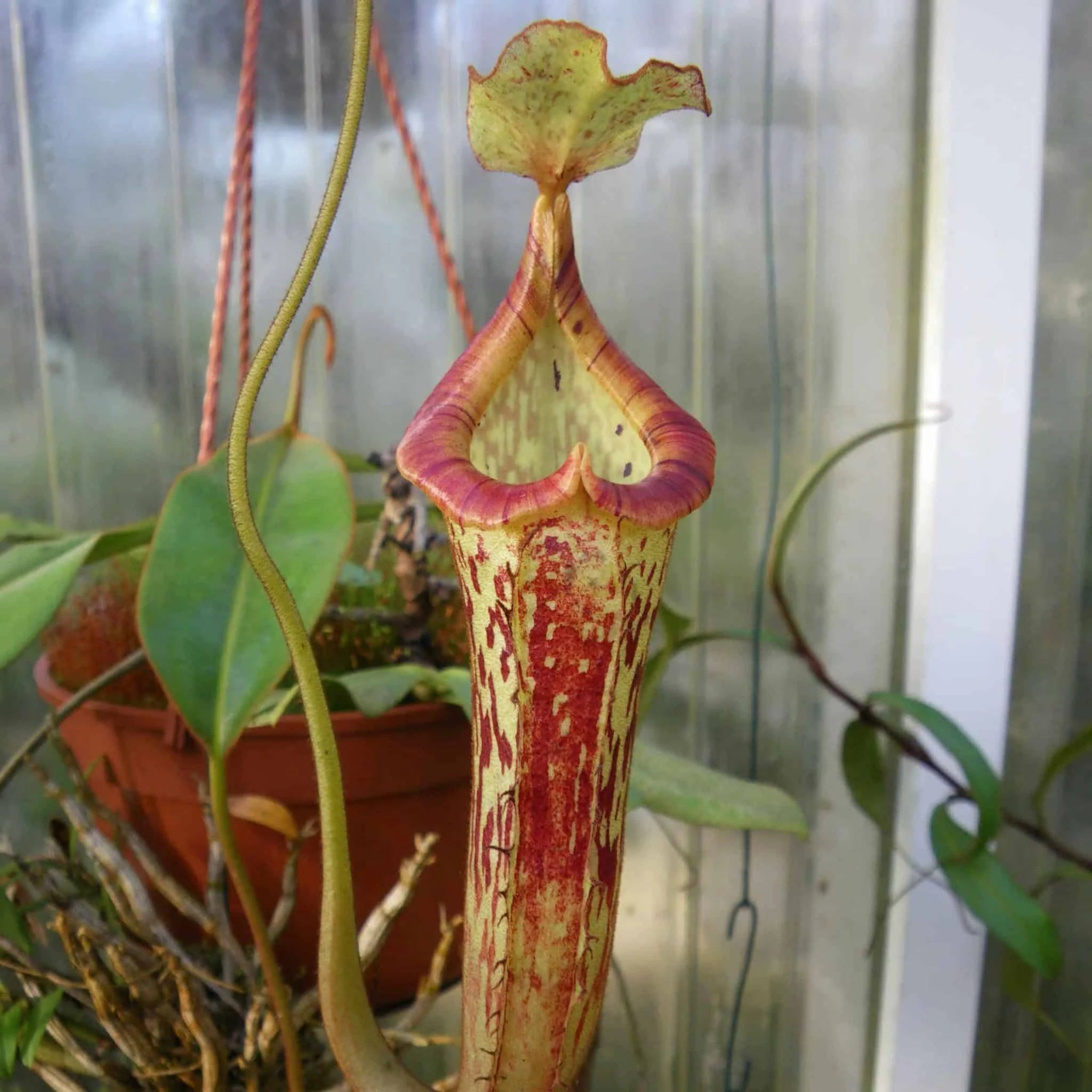 Nepenthes platychila, 20 cm 大森食虫植物農園