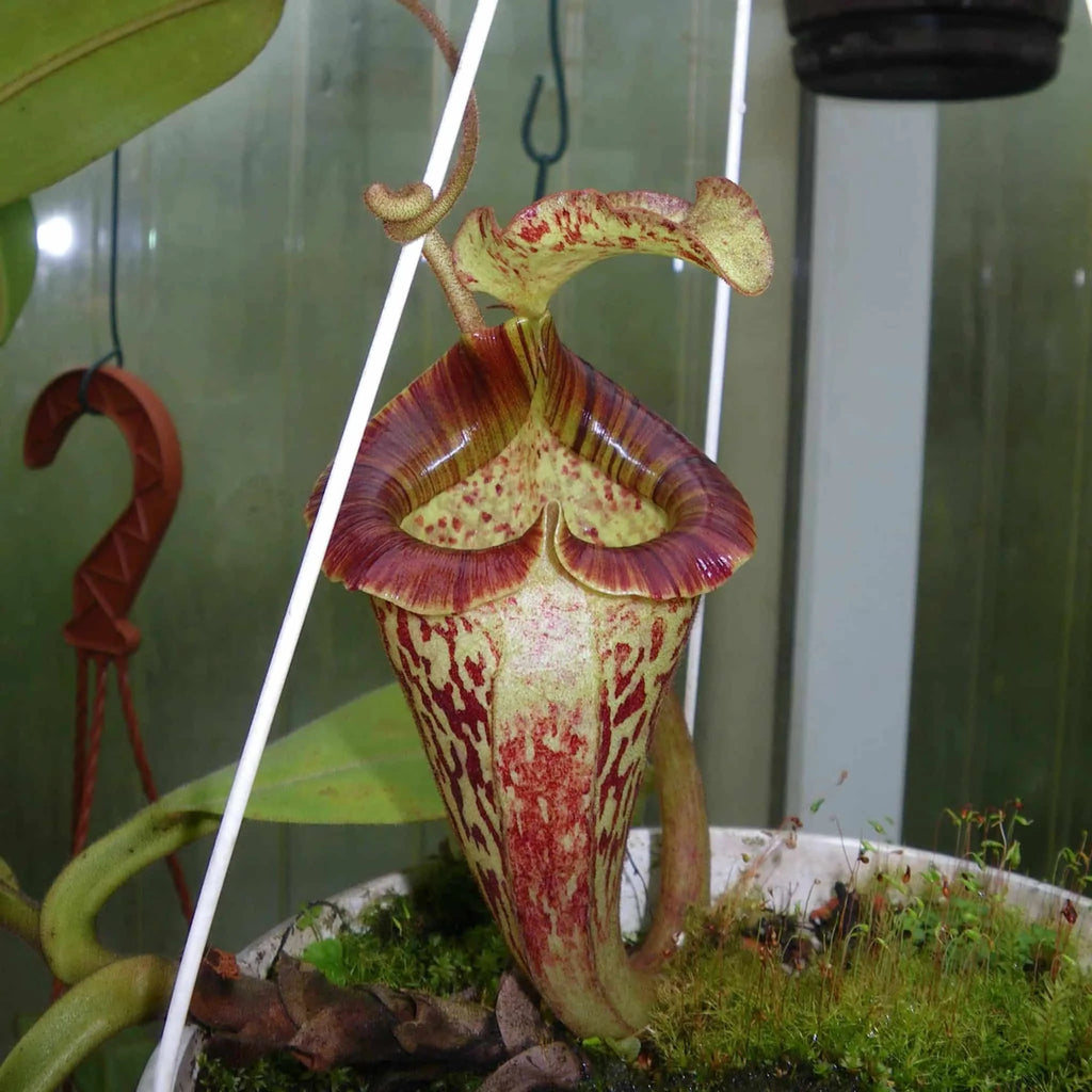 Nepenthes platychila, 20 cm 大森食虫植物農園