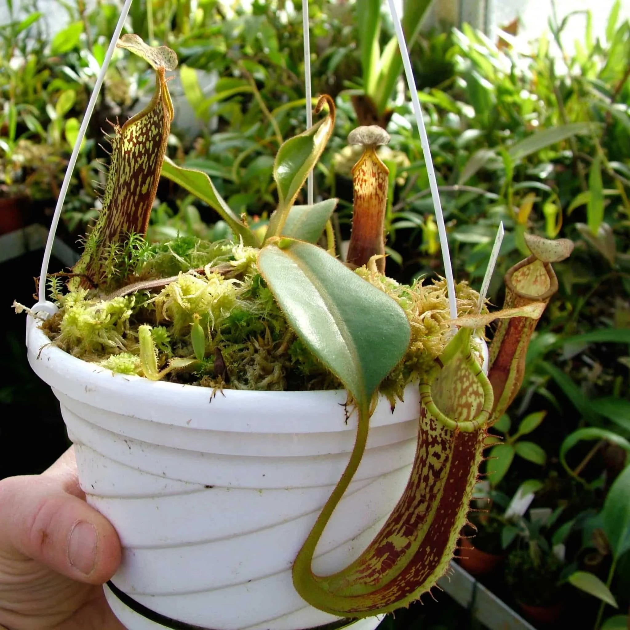 Nepenthes platychila, 20 cm 大森食虫植物農園