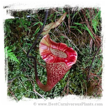 Nepenthes platychila [BCP ID# N2153] / 1株の苗, サイズ 1-5 cm 大森食虫植物農園