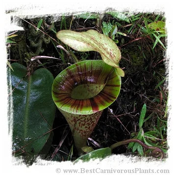 Nepenthes platychila [BCP ID# N2153] / 1株の苗, サイズ 1-5 cm 大森食虫植物農園