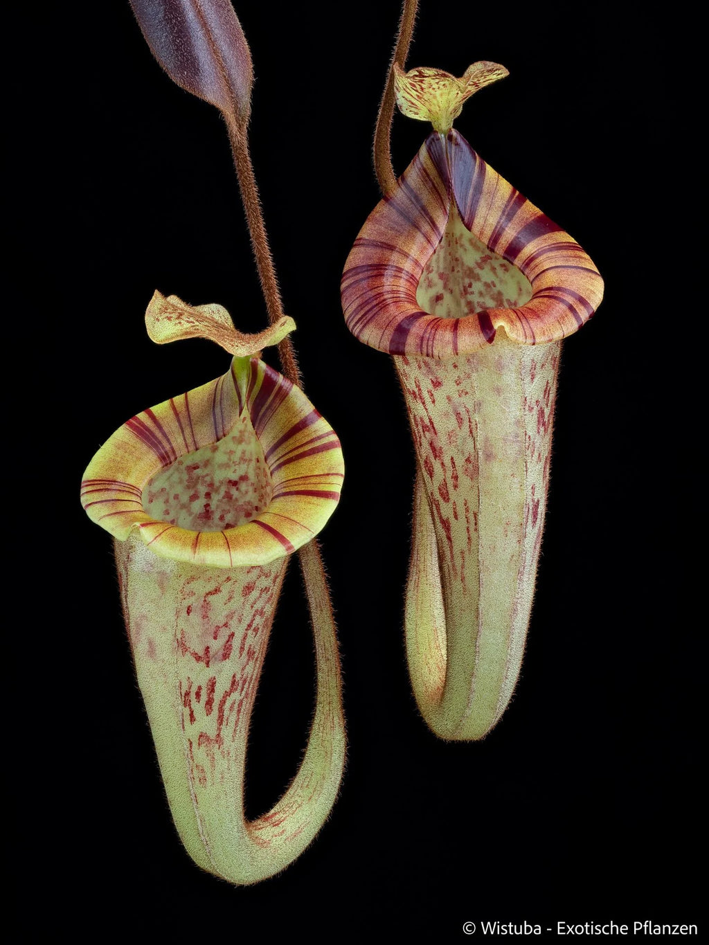 Nepenthes platychila (Borneo) 大森食虫植物農園
