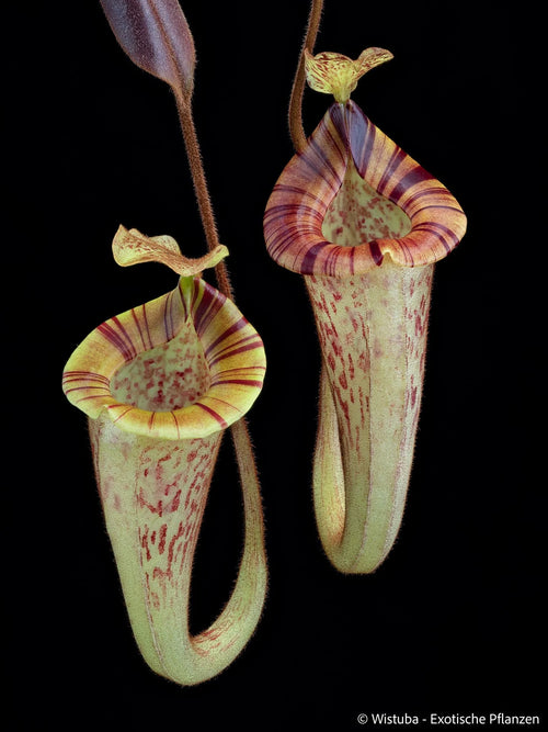 Nepenthes platychila (Borneo) 大森食虫植物農園