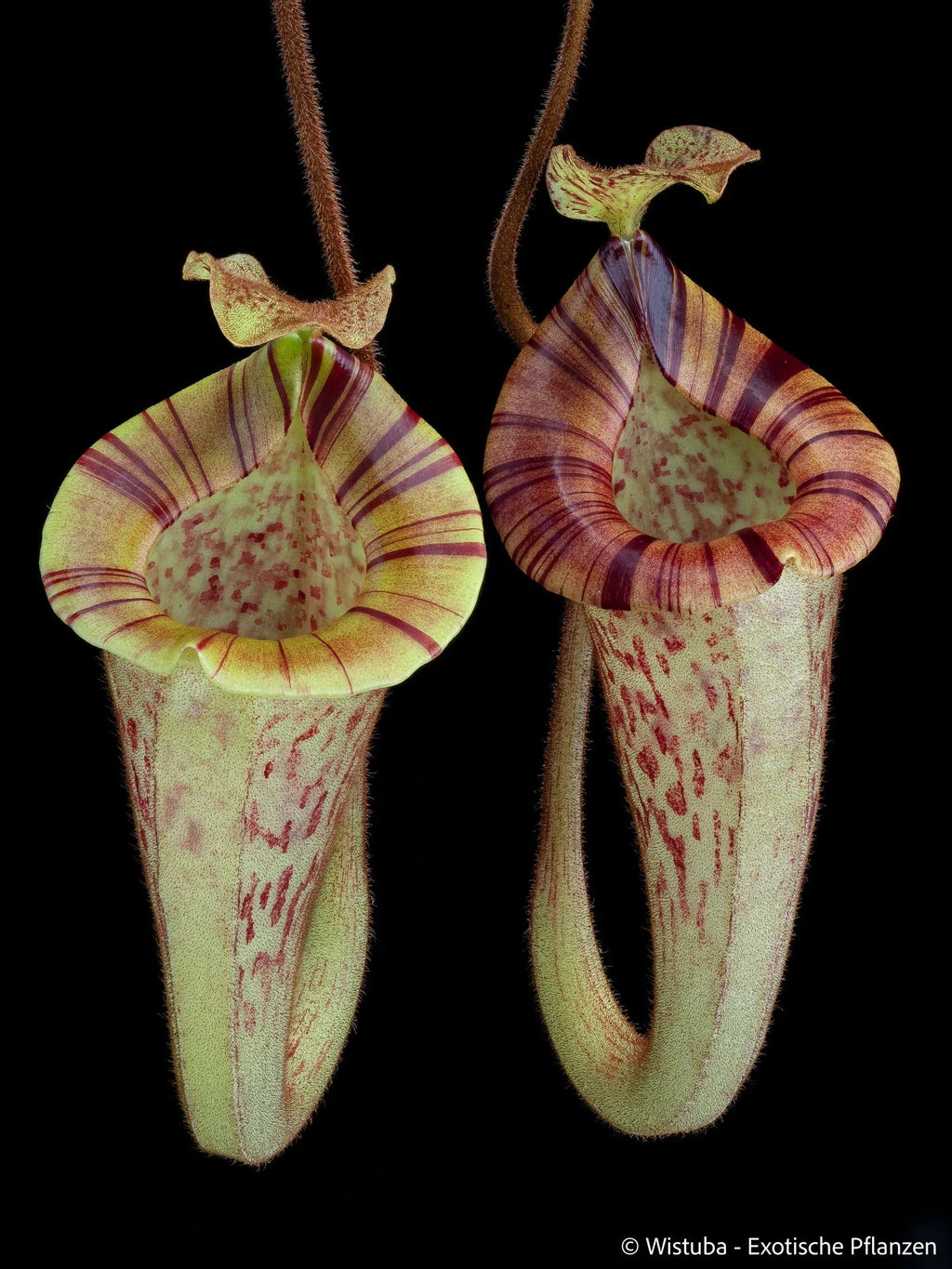 Nepenthes platychila (Borneo) 大森食虫植物農園