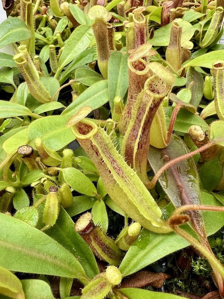 Nepenthes platychila x (veitchii x lowii) 大森食虫植物農園