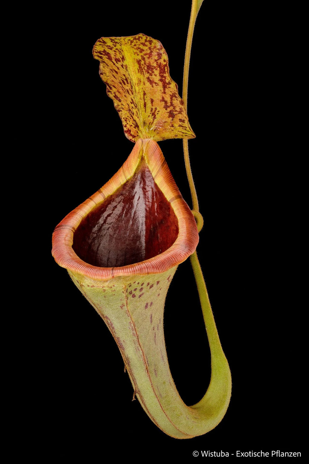Nepenthes platychila x lowii 大森食虫植物農園