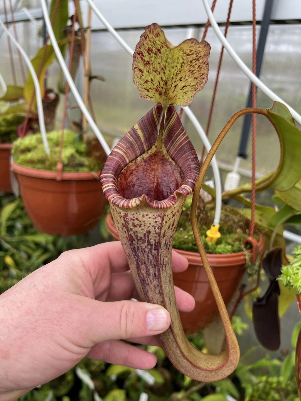 Nepenthes platychila x lowii 大森食虫植物農園