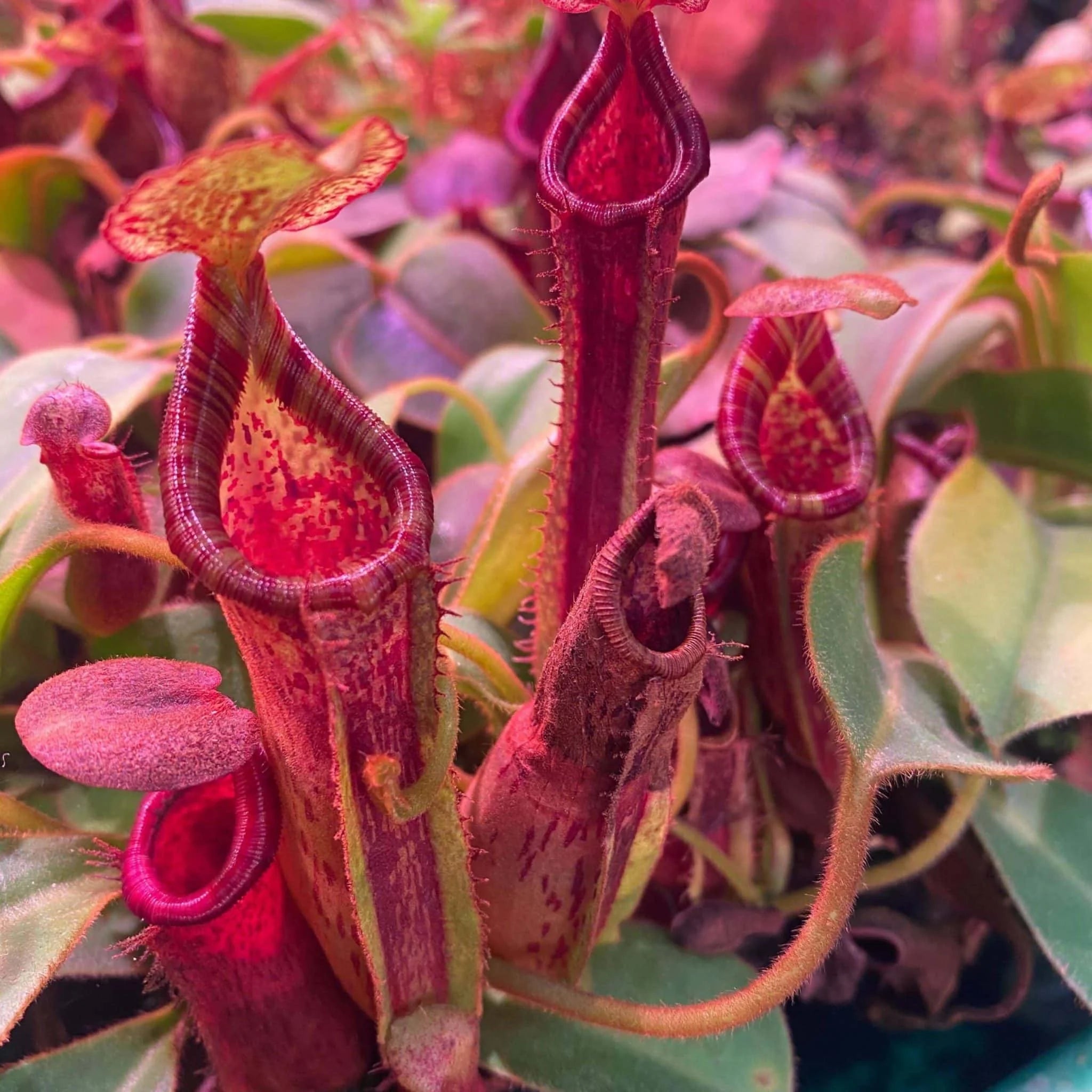 Nepenthes platychila x lowii, 12-14 cm 大森食虫植物農園