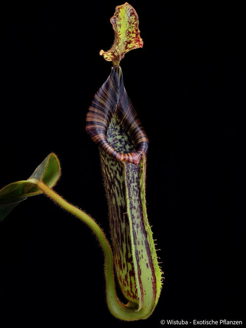 Nepenthes platychila x mollis 大森食虫植物農園