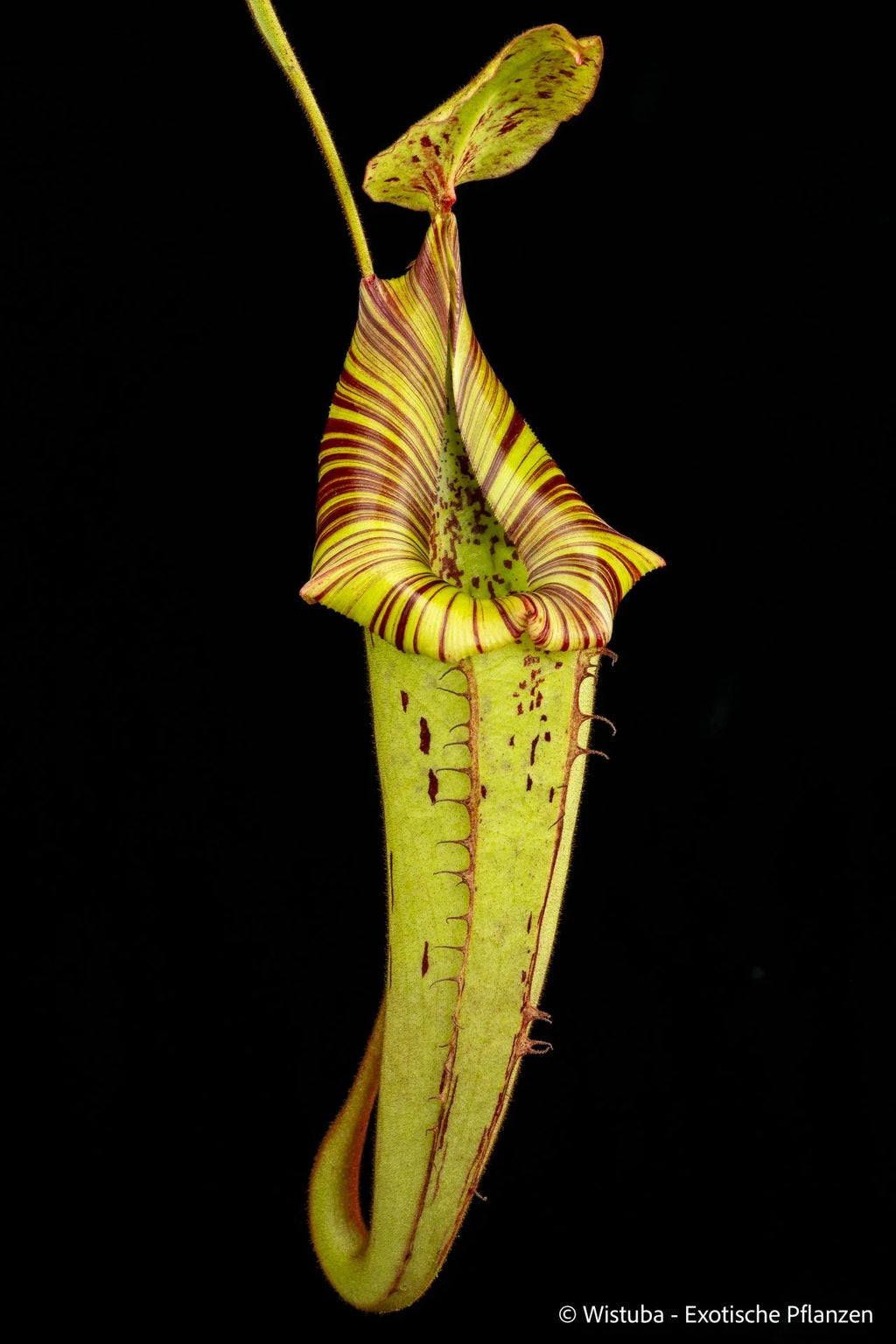 Nepenthes platychila x veitchii 大森食虫植物農園