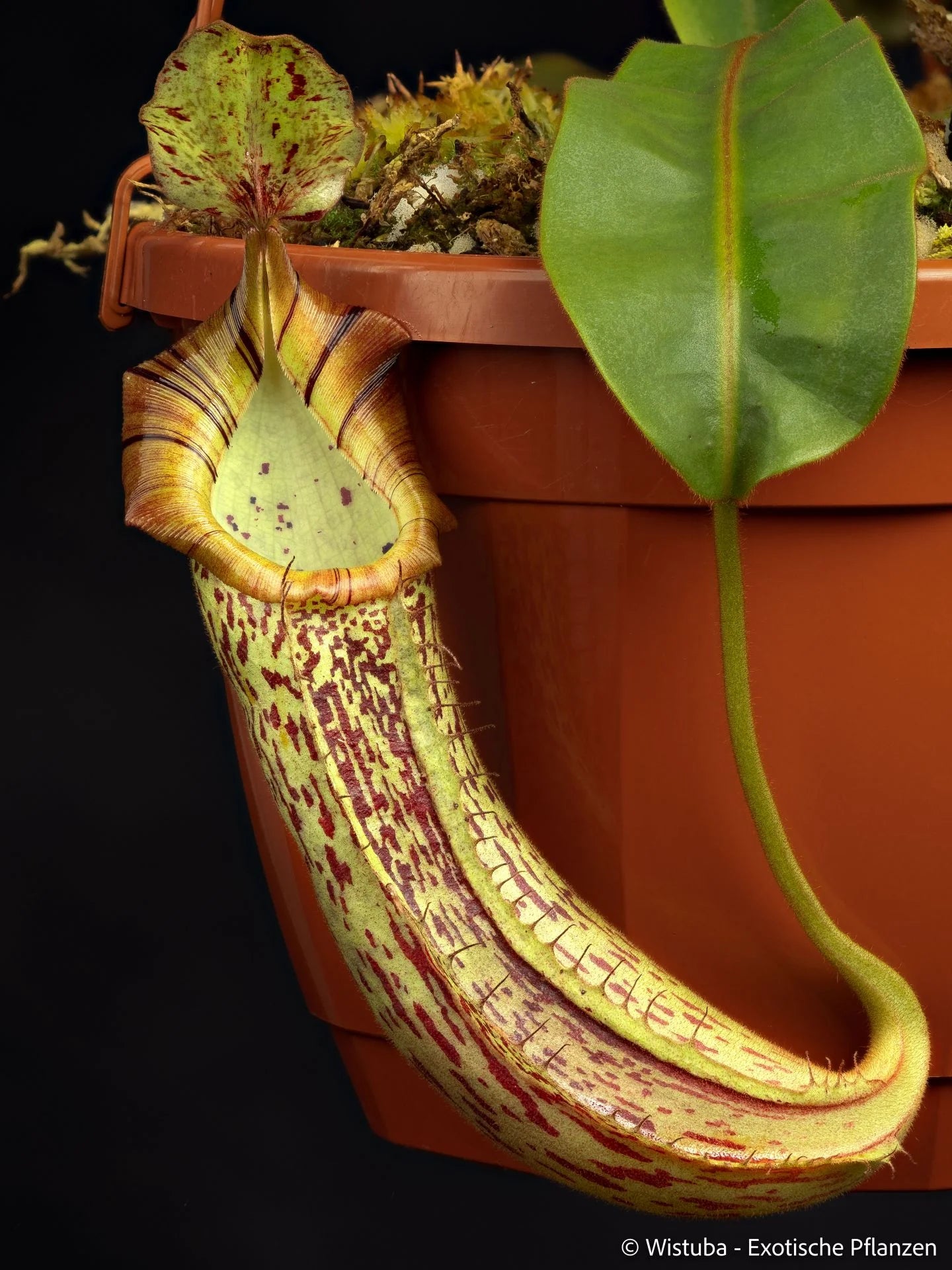 Nepenthes platychila x veitchii 大森食虫植物農園