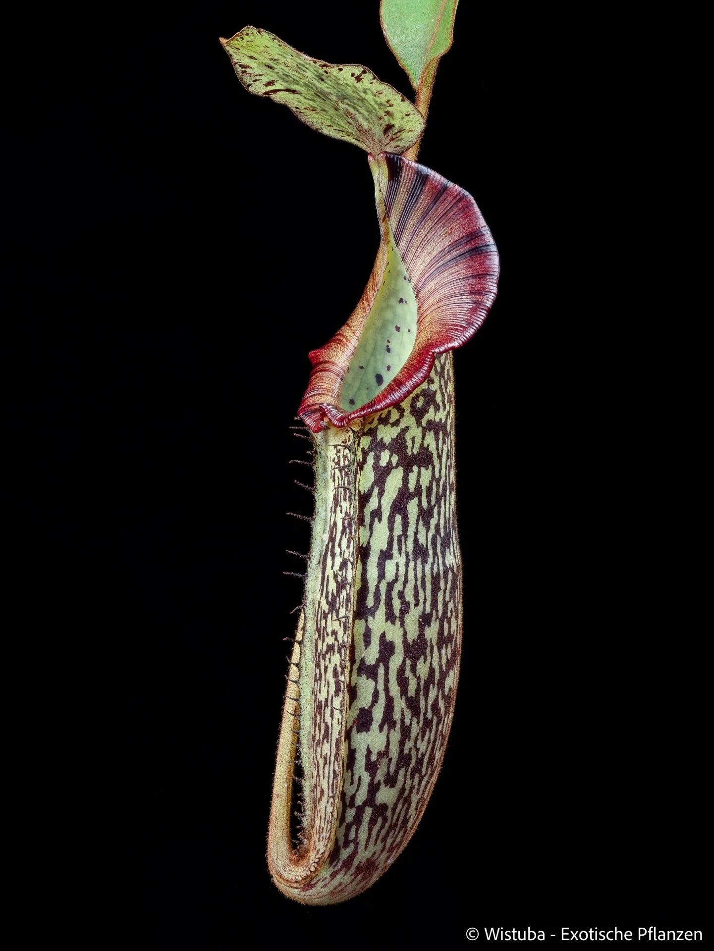 Nepenthes platychila x veitchii 大森食虫植物農園