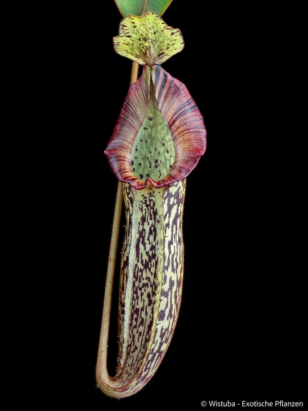 Nepenthes platychila x veitchii 大森食虫植物農園