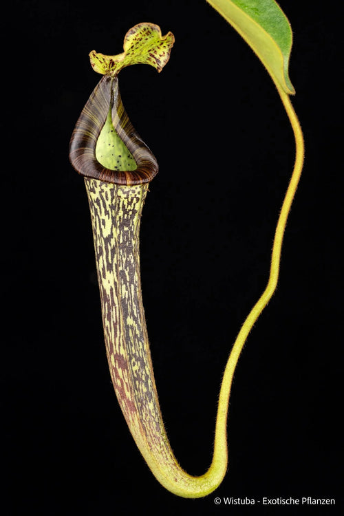 Nepenthes platychila x vogelii 大森食虫植物農園