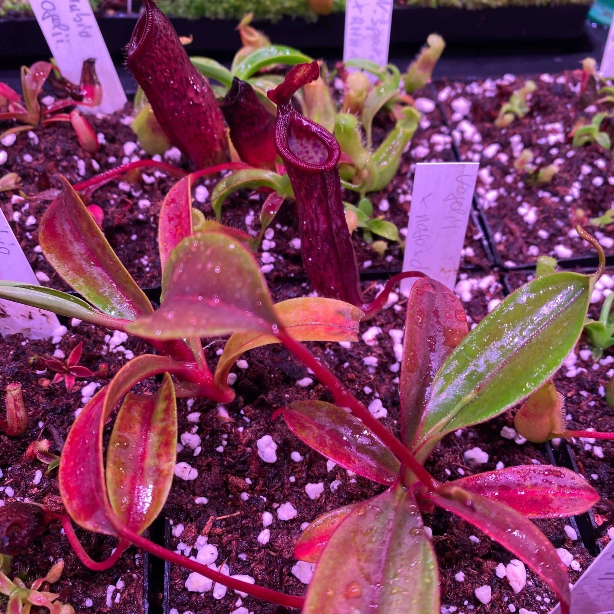 Nepenthes platychila x vogelii, 10-15 cm 大森食虫植物農園