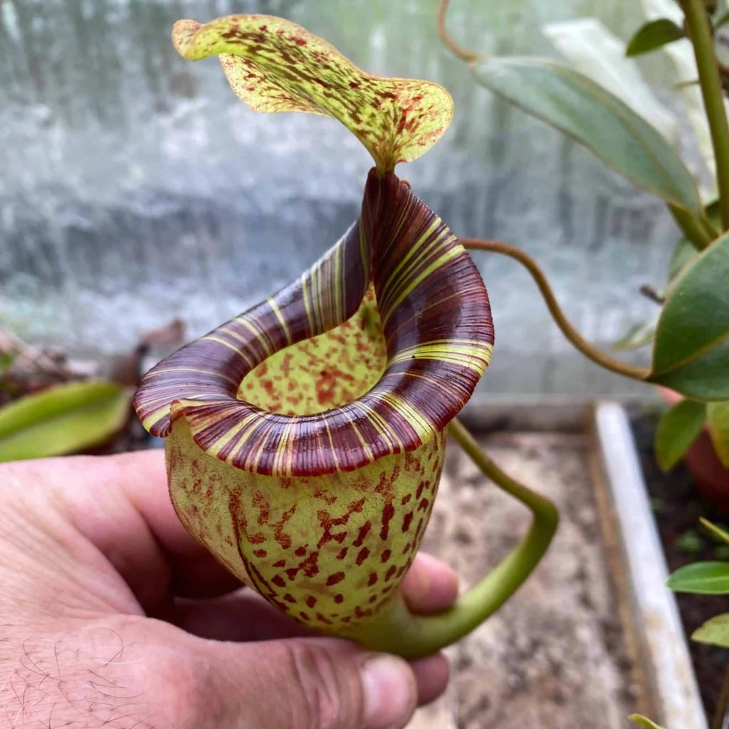 Nepenthes platychila x vogelii, 20 cm 大森食虫植物農園