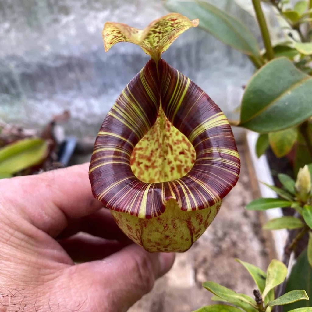 Nepenthes platychila x vogelii, 20 cm 大森食虫植物農園