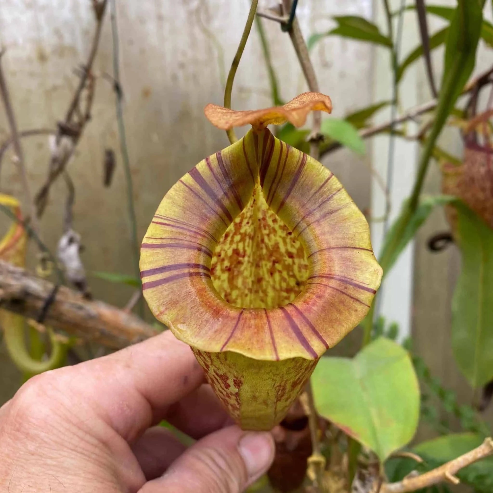Nepenthes platychila x vogelii, 20 cm 大森食虫植物農園