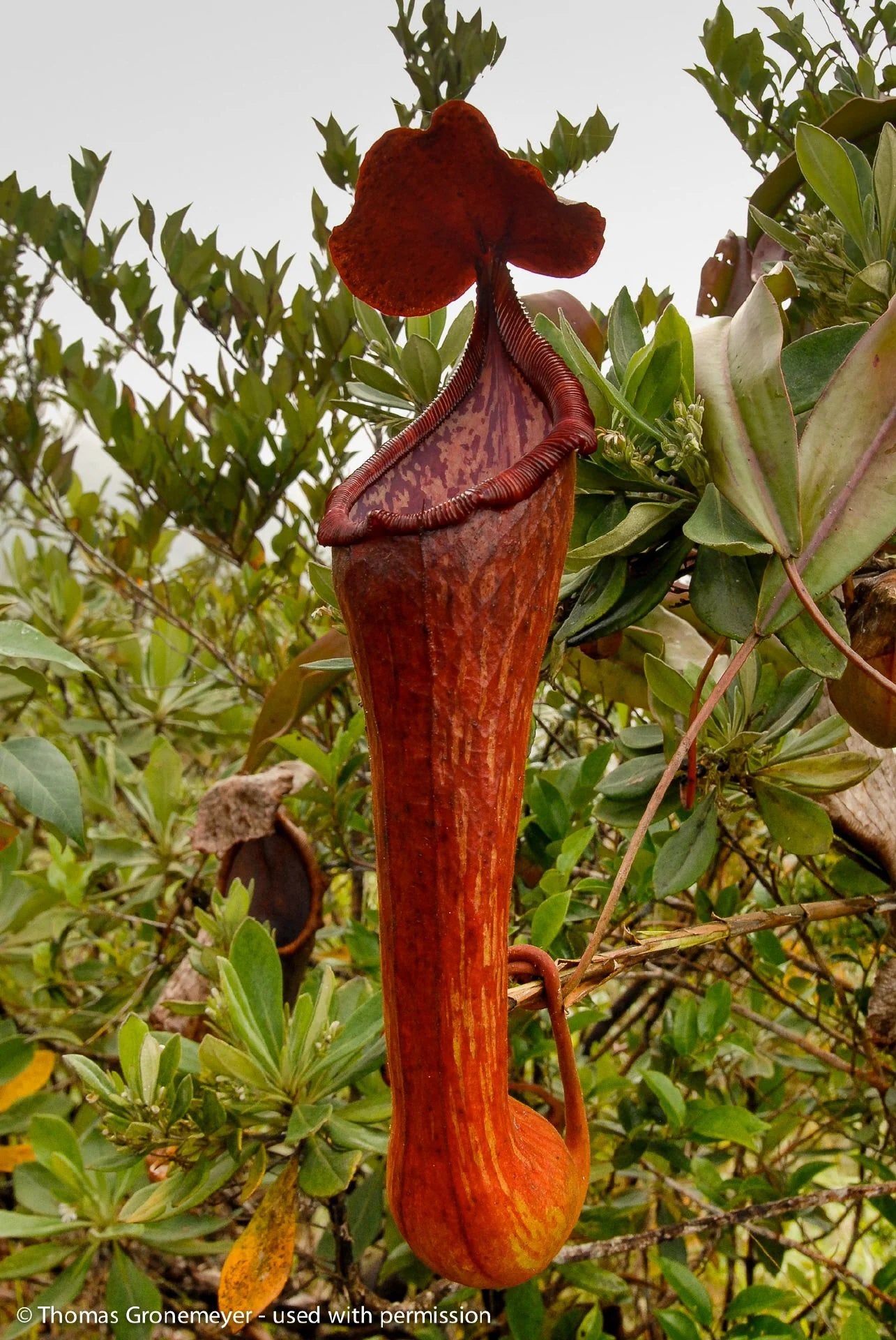 Nepenthes pulchra (Kiamo, Mindanao, Philippines) 大森食虫植物農園