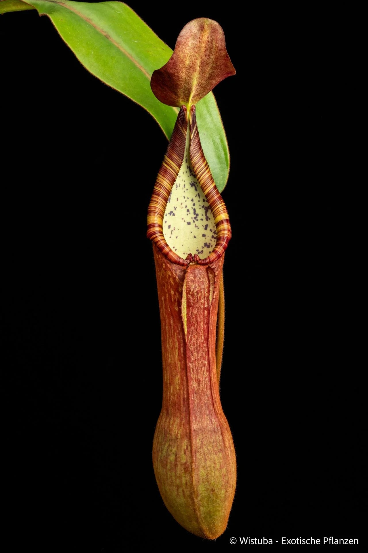 Nepenthes pulchra (Kiamo, Mindanao, Philippines) 大森食虫植物農園
