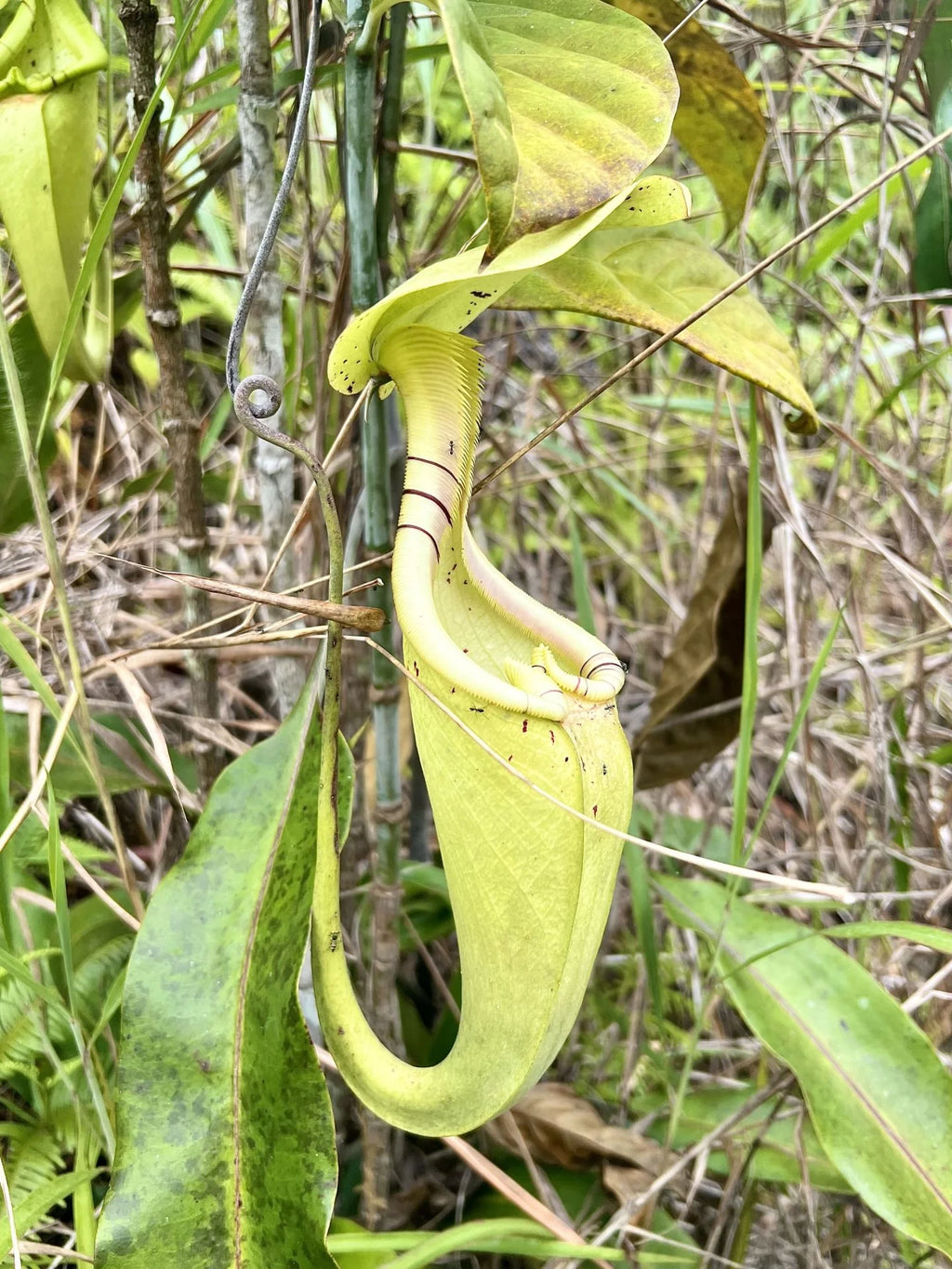 Nepenthes rafflesiana (Beaufort, Borneo) 大森食虫植物農園